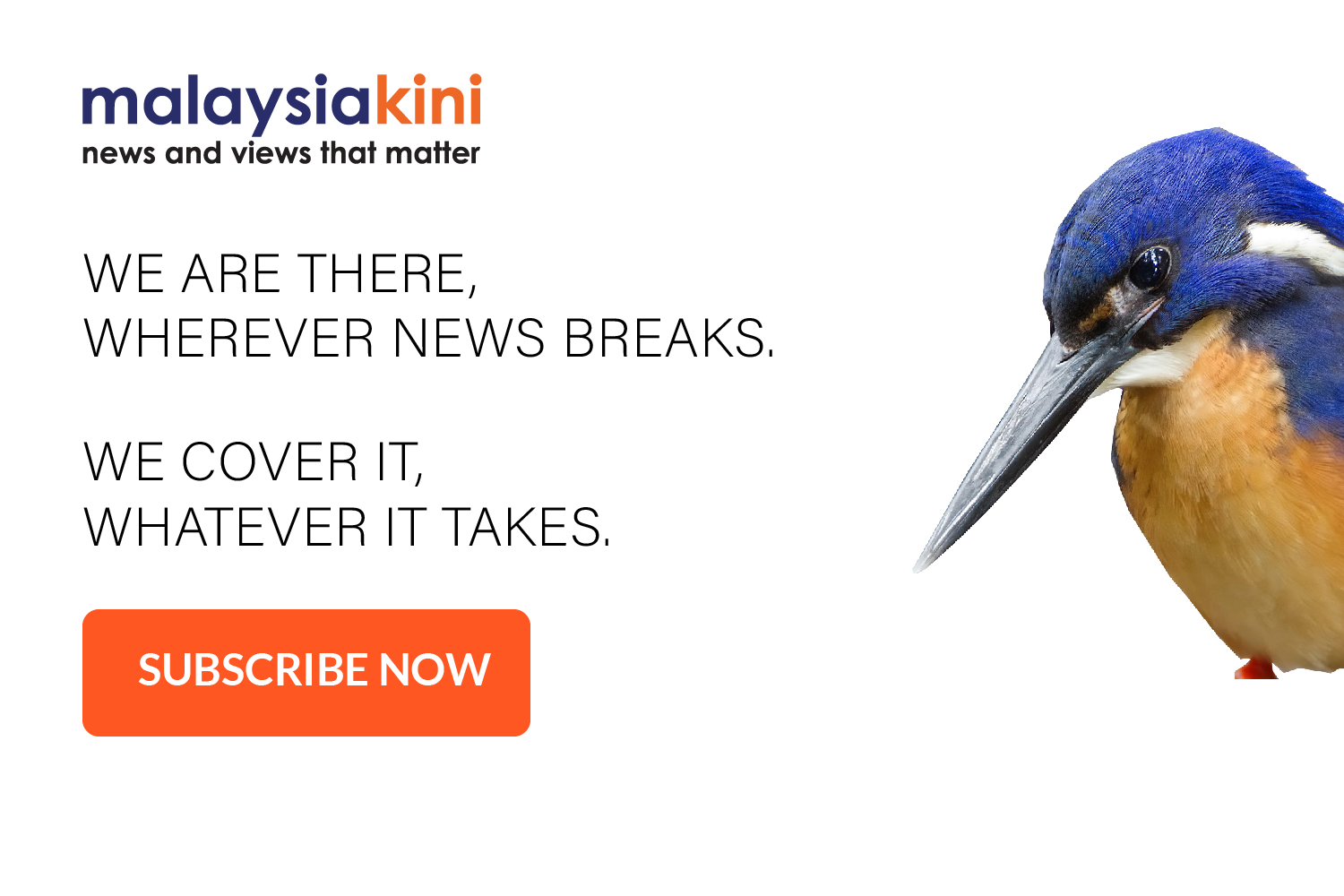 kingfisher-2